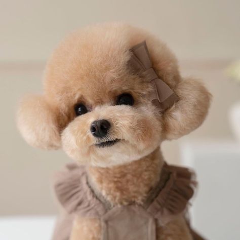 Teacup Poodle Haircut Styles, Miniature Poodle Haircut Styles Teddy Bears, Teacup Poodle, Poodle Heart Haircut, Toy Poodle Puppy Cut, Brown Teacup Poodle, Poodle Teacup, Poodle Puppy Cut, Poodle Haircut Styles