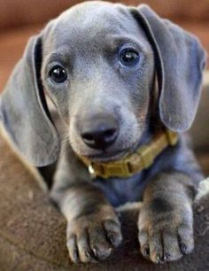 Isabella #dachshund | Dachshund