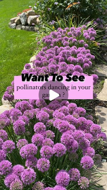 🌸 Mary Ann ~ Seasonal Home & Garden Tips. on Instagram: "Find perennial details👇🏻 . 🐝 Want to see pollinators dancing in your garden? . 🐝 Try ‘Serendipity’ Allium! . 🐝 I have NEVER had this many bees on one plant! . 🐝 The buzzing is absolutely mesmerizing. . 🐝 It’s easy to grow! The blooms last a very long time in the late summer garden . 🐝 Grows very quickly.  🐝 Loves full sun!  . 🐝 Hardy gardening zones: 4-8. . 🐝 Height: 16-20”, spread: 10-15” . 🐝 1.5” - 2” globe shaped flowers on top of bluish green mounding clumps. . 🐝 For those of you looking for deer & rabbit resistant plants… here you go!  . 🐝 Great cut flower that is fragrant.  . 🐝 Can spread easily. So if you want to contain, cut off seed heads.  . 🐝 Looking for a pollinator favorite … this is your plant!  . #Poll Alum Serendipity, Allium Serendipity, Serendipity Allium, Late Summer Garden, Rabbit Resistant Plants, Gardening Zones, Seed Heads, Diy Gardening, Mary Ann