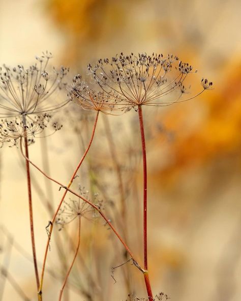 Instagram Dill Flower, Foliage Arrangements, Ethereal Aesthetic, Seed Saving, Garden Photography, November 3, Fall Flowers, Flower Seeds, Happy Friday