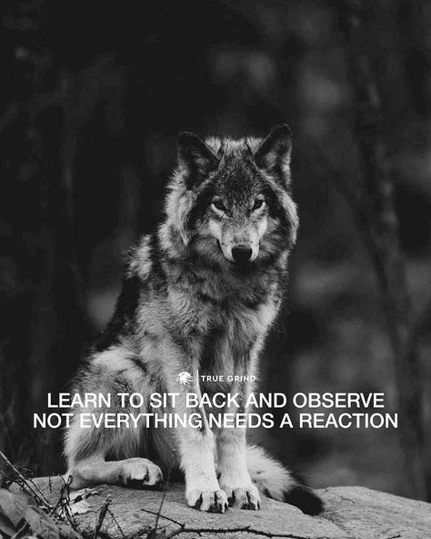 Wolf Pack Quotes, Lioness Quotes, Inspirational Animal Quotes, Lone Wolf Quotes, Villain Quote, Stoic Quotes, Wolf Quotes, Self Inspirational Quotes, Dangerous Animals