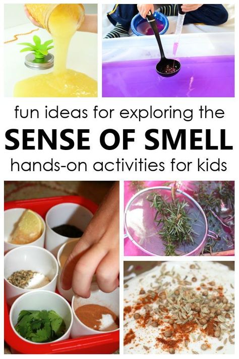 Five Senses Theme Activities for Preschool and Kindergarten. Sense of Smell Science Activities for Five Senses Theme. 5 Senses Preschool Activities, Kindergarten Five Senses, Senses Preschool Activities, 5 Senses Craft, 5 Senses Preschool, Five Senses Preschool, How To Smell Good, 5 Senses Activities, Senses Preschool