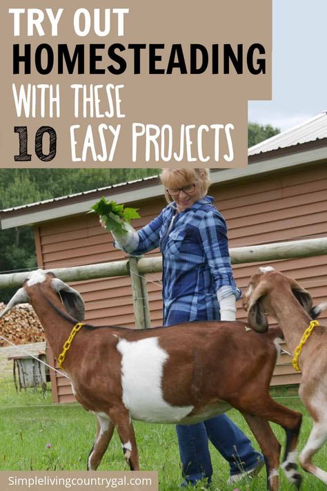 Discover the fulfilling and sustainable lifestyle of homesteading with these 10 projects! From living on less to embracing a DIY mentality, these tips will help you create a self-sufficient and eco-friendly homestead. Make Money Homesteading, Apartment Homesteading, Homestead Projects, Start Gardening, Chicken Raising, Self Sufficient Homestead, Live On Less, Homestead Life, Homesteading Diy