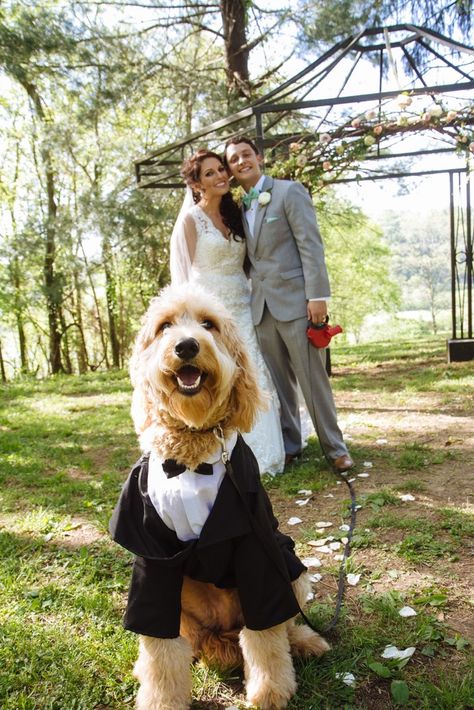 Golden Doodle Wedding, Goldendoodle Wedding, Doodle Wedding, Greenfinch, Wedding Minimalist, Dream Dog, Funny Pets, Wedding Pets, Charlotte Wedding