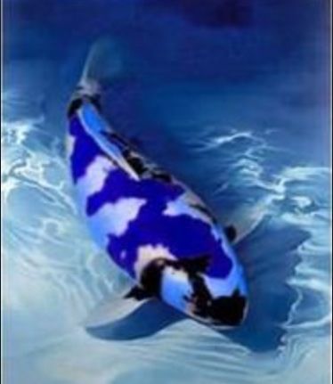 Blue Koi Varieties, Blue Koi Fish, Koi Fishes, Koi Painting, Blue Koi, About Pisces, Pond Fish, Koi Art, Koi Ponds