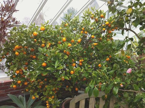 Citrus Tree Greenhouse, Citrus Greenhouse, Bristol Ri, Daffodil Day, Apricot Tree, Backyard Dreams, Orange Plant, Home Greenhouse, Royal Park