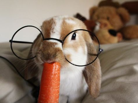 Awww Wearing Glasses