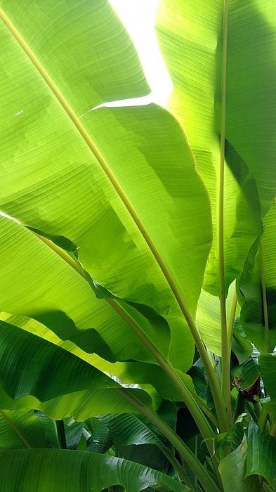 Banana Leaf Art, Leaves Art, Banana Plants, Banana Tree, Banana Leaves, Green Nature, Banana Leaf, Leaf Art, Green Wallpaper