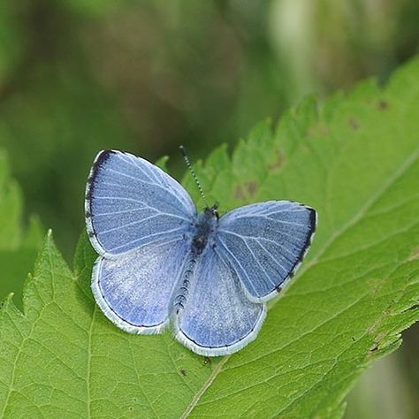 Spring Azure Butterfly, Lycaenidae Butterfly, Summer Azure Butterfly, Butterfly Mood Board, Small Blue Butterfly, Azure Butterfly, White Moths, Photos Of Butterflies, Mountain And Sea