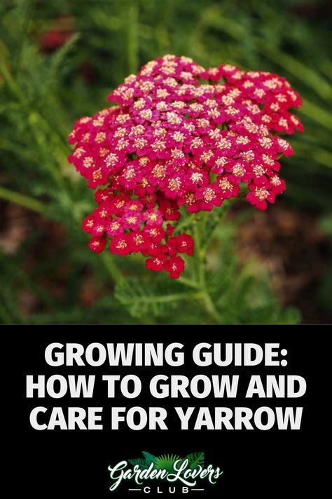 Yarrow is a perennial herb. It normally blooms the first season after planting, when grown from seed. Yarrow may spread through the parent plant, a plant that grows from a single seed, or by cross-pollination from wild yarrow or other yarrow plants. Red Yarrow, Growing Yarrow, Wild Yarrow, May Spread, Cross Pollination, Yarrow Plant, Achillea Millefolium, Perennial Herbs, Plant Guide