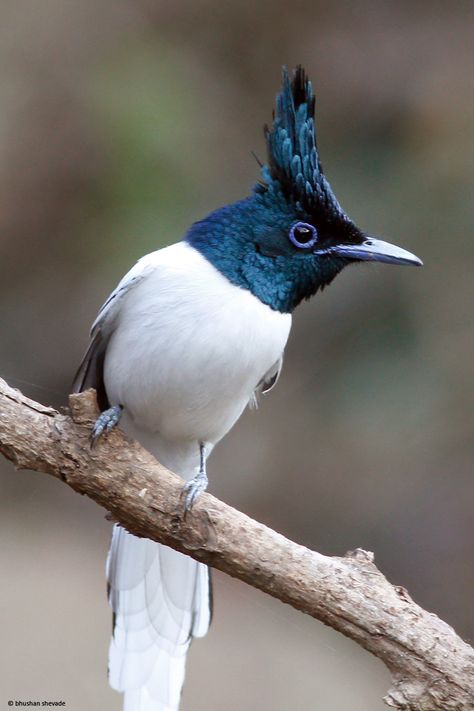 asian paradise flycatcher male Asian Paradise Flycatcher, Flycatcher Bird, Asian Birds, Paradise Flycatcher, Weird Birds, Bird Sitting, Most Beautiful Birds, Funny Birds, Nature Birds