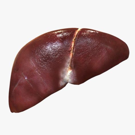 Human liver 3d model Blood Reference, Liver Organ, Liver Anatomy, Dead Bride, Kidney Detox, Human Liver, Live Model, Photo Stock Images, Human Heart