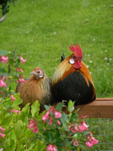 ma n pa Chicken Pictures, Beautiful Chickens, Hen Chicken, Chickens And Roosters, Hens And Chicks, Chicken Breeds, Down On The Farm, Raising Chickens, Country Farm