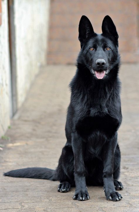 Some have long hair and some have short, but according to #Dog Time, #Germany is the birthplace of all Dachshund varieties. According to American Kennel Club, the native German breed is a cross between a Wolf Spitz, a Chow Chow, and a Samoyed, resulting in a big ball of fluff that will do anything for its family German Shepherd Videos, Black Shepherd, Black German Shepherd Dog, German Shepherd Breeds, Puppies Black, Black Dogs, Black German Shepherd, Dog Obedience Training, German Shepards