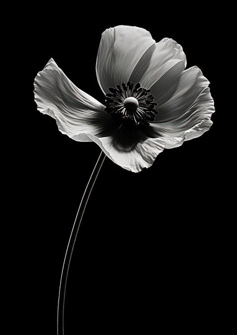 Black And White Aesthetic Flowers, Poppy Black And White, Poppy Flower Aesthetic, Aesthetic Person, White Poppy Flower, Flower Portraits, Poppy Wallpaper, White Poppy, Plant Aesthetic