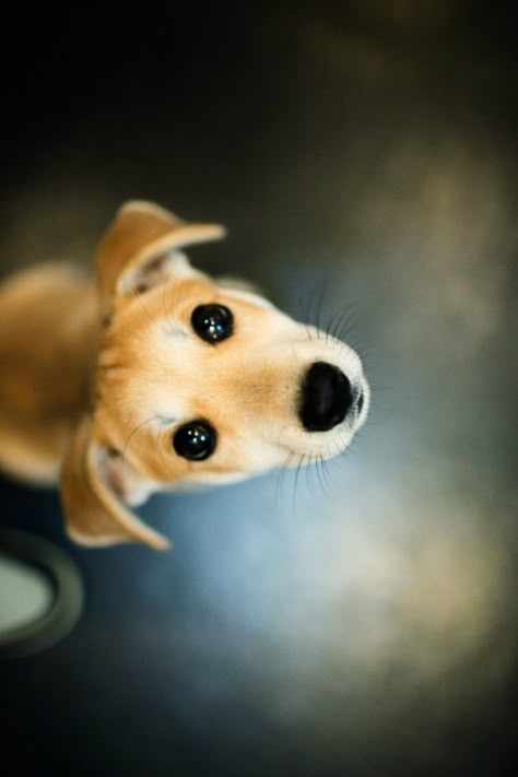 Love My Dog, Dog Photography, Cute Creatures, Sweet Animals, Shiba Inu, Beautiful Dogs, 귀여운 동물, Animals Friends, I Love Dogs