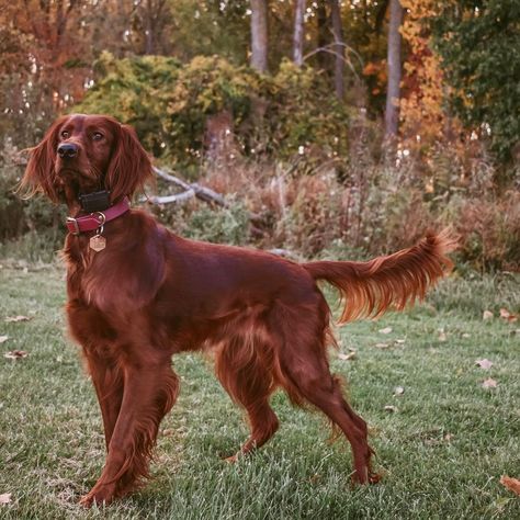 Ladybird (@greatlakesirishsetter) posted on Instagram: “Friday Feels 🌟 ⁣ ⁣ Hallelujah it’s Friday! What is everyone up to this weekend??⁣ ⁣ I took this picture last week at Metro Beach, a kid had…” • Oct 16, 2020 at 3:19pm UTC Hunting Puppies, Dogs In Nature, Red Setter Dog, Irish Setter Puppy, Red Dogs, Setter Dogs, Irish Red Setter, English Setter Dogs, Irish Setter Dogs