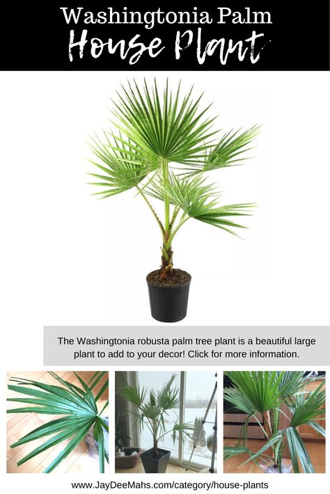 This week's plant profile is the Washingtonia Robusta Palm 'Mexican Fan Palm'... I'm always on the look-out for unique indoor plants to grow in the house. With this new blog series, I'll share my latest finds with you. Take a peek! #houseplants #indoorplants #indoorjungle #philodendron #plantroom Majesty Palm Indoor, Fan Palm Tree Indoor, Mediterranean Fan Palm, Mexican Palm Tree, Palm Varieties, Washingtonia Palm, Mexican Fan Palm Tree, Palm House Plants, European Fan Palm