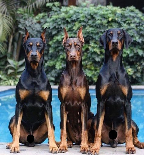 14 Cool Facts You Didn’t Know About the Doberman | PetPress Doberman Drawing, Perro Doberman Pinscher, Red Doberman Pinscher, Loyal Dog Breeds, European Doberman, Wrinkly Dog, Black Doberman, Doberman Pinscher Puppy, Cool Facts