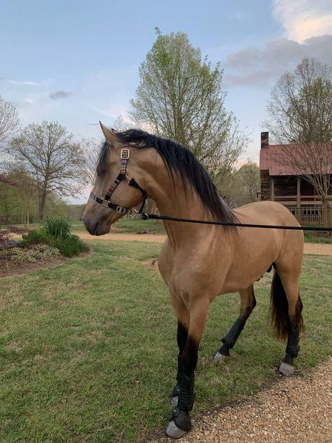 Cute Horses Aesthetic, Horses At Home, Buckskin Horse Aesthetic, Caballo Aesthetic, Cavalli Aesthetic, Caballos Aesthetic, Equine Aesthetic, Equitation Aesthetic, Horses Aesthetic