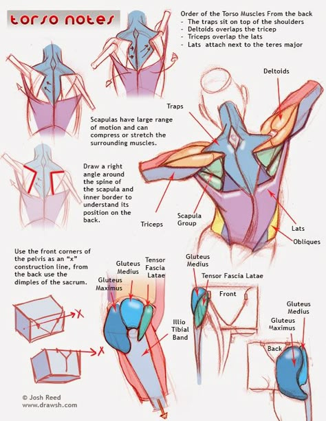 Back and Back! Draw Torso, Drawing Advice, Male Figure Drawing, Anatomy Tutorial, Drawing Anatomy, Human Anatomy Drawing, Human Figure Drawing, Human Anatomy Art, Anatomy Sketches