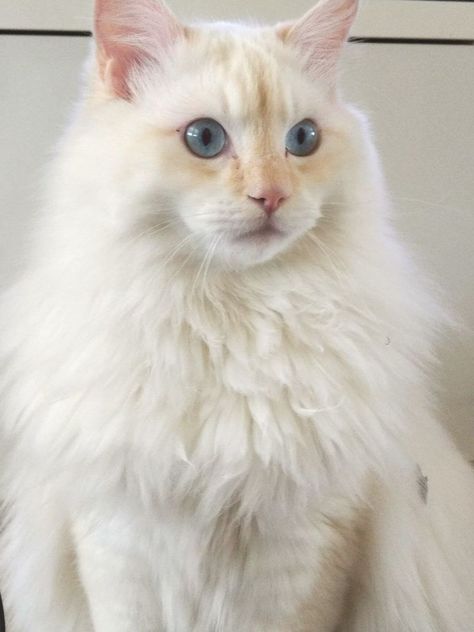 Cream Point Ragdoll, Cream Ragdoll Cat, White Ragdoll Cat, Cat Tattoo Design, Cats Tattoo, Tattoos For Dog Lovers, Dream Pet, Cat Anatomy, Cat Personalities