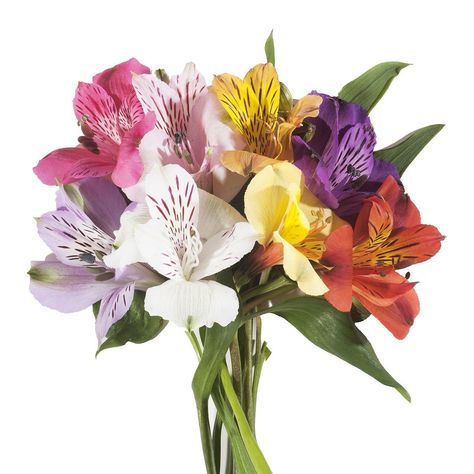 Alstroemeria are the perfect flower for April. 🌺🌺 #alstroemeria #april #bloomingmore #blooms #bloom #flowers #flower #farmfreshflowers #farmfresh #farmdirectflowers #farmdirect #freshflowers Hydrangeas Garden, Focal Flowers, Peruvian Lily, Gorgeous Wedding Bouquet, Filler Flowers, Peruvian Lilies, Bloom Flowers, Lily Bouquet, Flower Guide