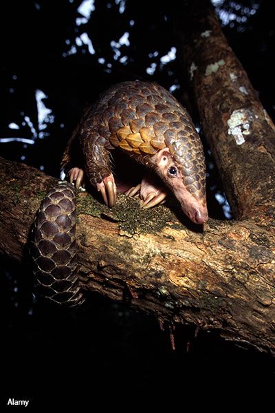 Pangolin Cute, African Pangolin, Indian Pangolin, Chinese Pangolin, Ground Pangolin, Sunda Pangolin, Michael Pitt, Komodo National Park, Animal Conservation