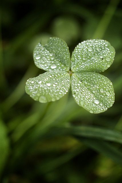 Four Leaf Clover, Happy Saint Patrick's Day Irish Flowers, Diy Frühling, Irish Eyes Are Smiling, Irish Roots, Irish Eyes, Feeling Lucky, 4 Leaves, Have Inspiration, Irish Blessing