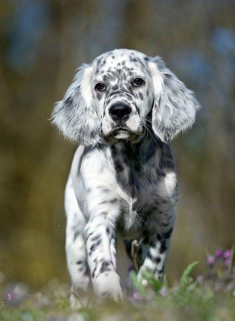 20 Dalmatian Mixes That'll Melt Your Heart | Page 5 of 7 | The Dogman English Setter Puppies, Dalmatian Mix, Setter Puppies, English Setter Dogs, English Setters, Very Cute Dogs, Pretty Dogs, English Setter, Cute Dogs And Puppies