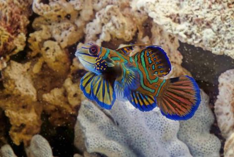 Mandarin Goby, Mandarin Fish, Community Tanks, Unique Fish, Brine Shrimp, Small Fish, Reef Tank, Clown Fish, Picky Eaters