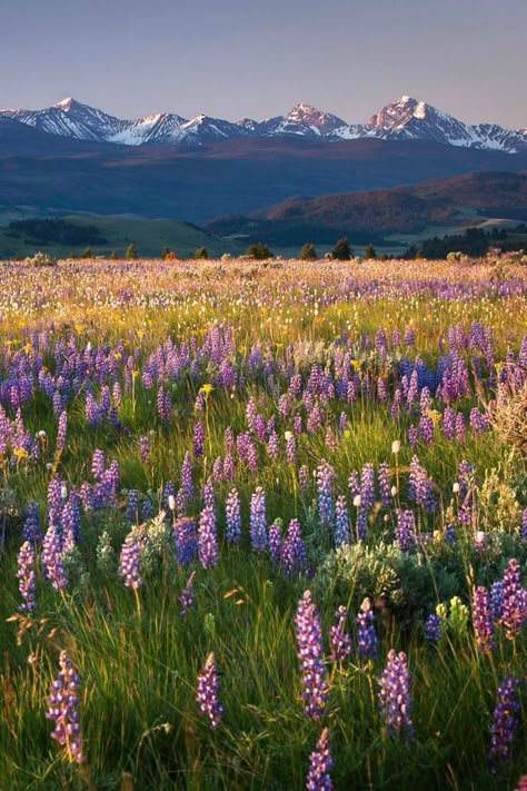 Philipsburg, Montana Philipsburg Montana, Flower References, Big Sky Country, Alam Yang Indah, Nature Aesthetic, Flower Field, Pretty Places, Adventure Time, Beautiful World