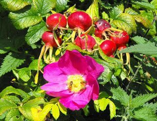 Largo Baywatch: Rosa rugosa Female Blackbird, Rosa Rugosa, Farne Islands, Garden Floor, Flower Sleeve, Winter Plants, Attracting Bees, Food Forest, Wildlife Nature