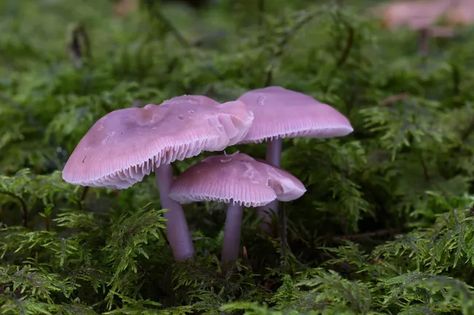 Bioluminescent Mushrooms, Mushroom Guide, Spruce Forest, Kingdom Plantae, Slime Mould, Night Forest, Mushroom Fungi, Vascular Plant, The Mushroom