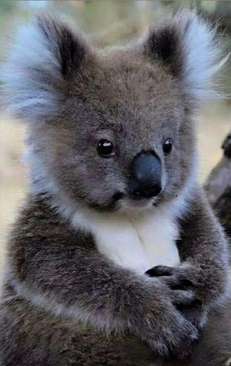 Cute Koala Bear, Koala Bears, Australia Animals, Baby Koala, Australian Animals, Silly Animals, Fluffy Animals, Cute Wild Animals, Animal Videos