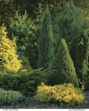 Landscape Layering: How to create an amazing landscape Evergreen Landscape, Conifers Garden, Evergreen Garden, Atlanta Botanical Garden, Privacy Landscaping, Garden Shrubs, Fine Gardening, House Landscape, Privacy Screen