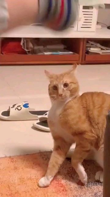 Cute Cat Videos Funny, Cute Kitten Videos, Funny Cats Video, Cute Cat Video, Funny Cats Pictures, Cat Meowing, Cat Videos Funny, Kitten Videos, Pet Anime