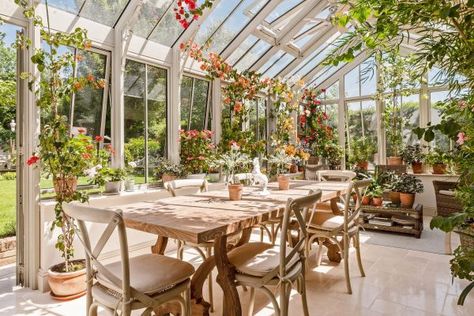 Best climbing plants for conservatories Plant Conservatory, Conservatory Plants, Westbury Gardens, Country Life Magazine, Conservatory Greenhouse, Dream Cafe, Oak Framed Buildings, English Country Gardens, Room With Plants