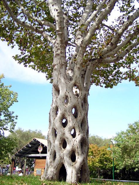 The worlds most Unique and Unusual trees. Axel Erlandson’s Circus Trees, California Gorgeous Trees, Boom Kunst, Weird Trees, Sycamore Tree, Unique Trees, Nature Tree, Tree Shapes, Donkeys, Beautiful Tree