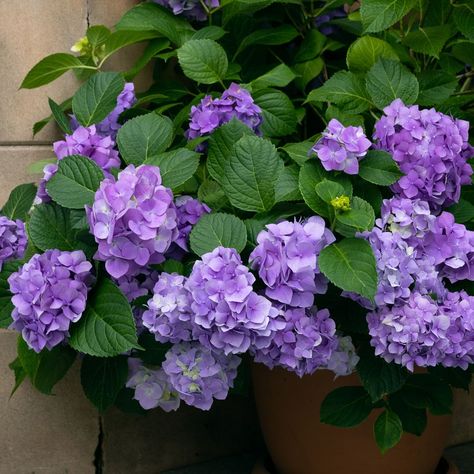 Overwintering hydrangeas in pots – this is how to keep potted hydrangeas alive over winter Hydrangeas In Pots, Potted Hydrangeas, When To Prune Hydrangeas, Deadheading Roses, Hydrangea Potted, Hydrangea Serrata, Types Of Hydrangeas, Hydrangea Varieties, Smooth Hydrangea