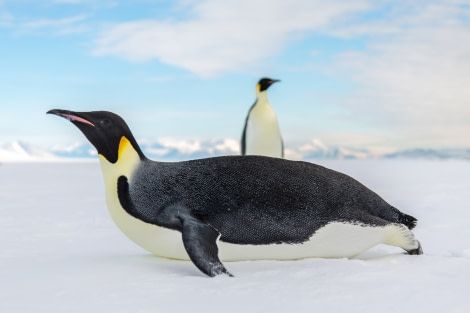 For The Emperor, March Of The Penguins, Antarctica Cruise, Emperor Penguin, Safari Tour, The Emperor, Nature Birds, Cute Penguins, Pretty Birds