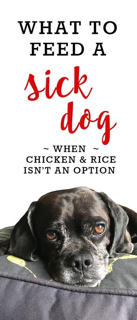 What to Feed a Sick Dog (When Chicken and Rice Isn't An Option) Sick Dog Remedies, Dog Life Hacks, Sick Puppies, Dog Remedies, Dog Needs, Dog Health Tips, Sick Dog, Cute Dog Photos, Pet Wellness