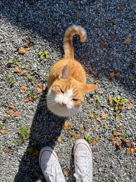 Orange White Cat, Orange And White Cat, Cream Cat, Fall White, Vision Board Photos, Perfect People, Brown Cat, Orange Cats, Orange Tabby