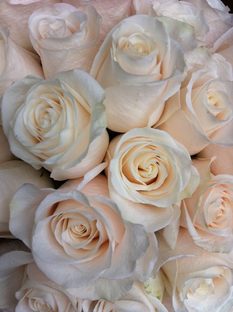 Vendela Roses..I want to use Valentin a instead it's a double center but a similar color Vendela Rose, Vendela Roses, Coloured Roses, Blush Wedding Flowers, Rose Wedding Bouquet, Flower Bar, Flower Farmer, Ivory Roses, Rose Arrangements