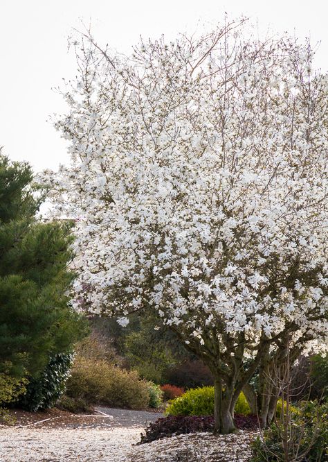 A Dozen Dazzling Shrubs for Early Spring Color - FineGardening Royal Star Magnolia, Tiny Yard, Best Indoor Trees, Star Magnolia, Zone 9b, Monrovia Plants, Magnolia Tree, Missouri Botanical Garden, Indoor Trees