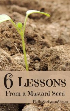 How do you grow your faith? Let six lessons from the mustard seed help nurture your faith from a tiny speck into a thriving bush. Parable of the Mustard Seed. Mustard Seed Faith Quote, Mustard Seed Parable, Parable Of The Mustard Seed, Faith Mustard Seed, Mustard Seed Faith, Youth Lessons, Faith Stories, Kids Church Lessons, Grow Your Faith