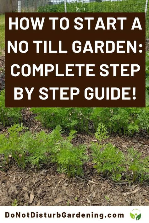 Prepping Soil For Vegetable Garden, No Soil Gardening, How To Prep Soil For Vegetable Garden, Beginner Backyard Garden, Garden Soil Improvement, No Till Vegetable Garden, No Dig Garden Layout, Prepare Soil For Vegetable Garden, No Till Garden Layout