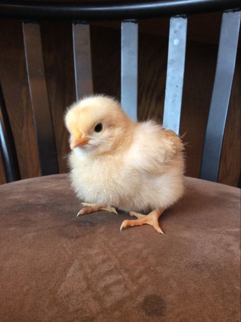 One of our many baby chicks! Cute Chicks, Chick Aesthetic, Chicken For Babies, Baby Chick, Baby Chicken, Chick Wallpapers Cute, Chicken Animal, Cute Chickens Aesthetic, Cute Chicken