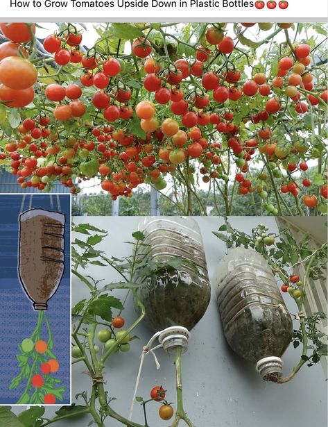 Pruning Blueberry Bushes, Tomato Pot, Upside Down Plants, How To Grow Tomatoes, Tomato Planter, Cherry Tomato Plant, Gardening For Dummies, Growing Vegetables In Pots, Diy Greenhouse Plans