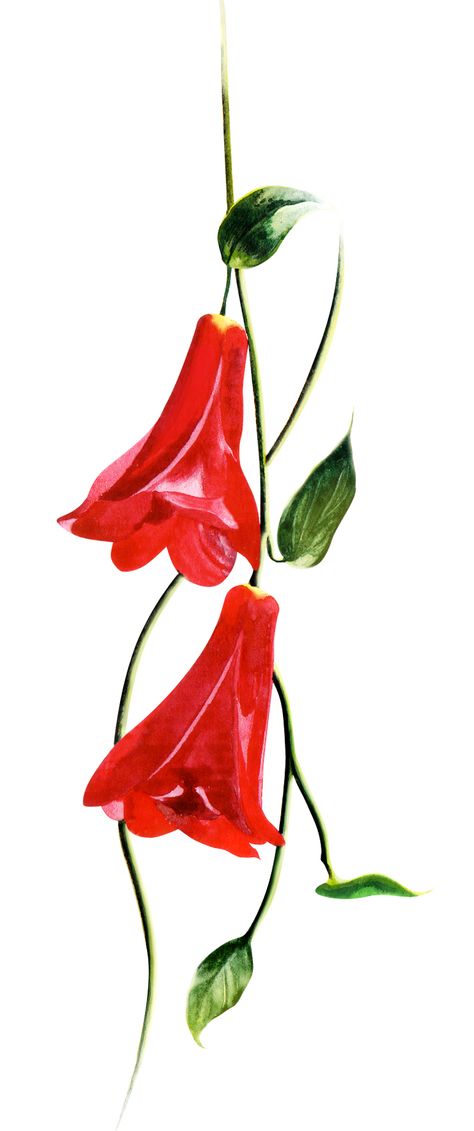 Chilean Bellflower Tattoo, Chile Drawings, Chilean Culture, Flor Tattoo, Chile Nature, Fantasy Life, Bird Drawings, Native Art, Tattoo Drawings